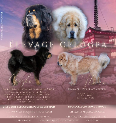 Gelugpa - Dogue du Tibet - Portée née le 02/02/2023