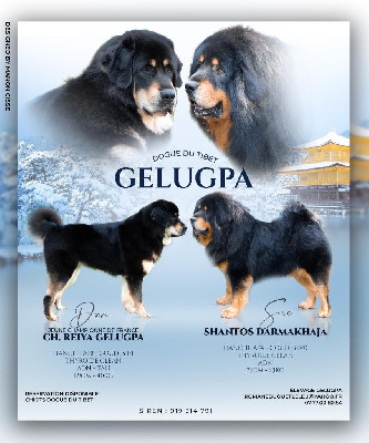 Gelugpa - Dogue du Tibet - Portée née le 28/01/2024