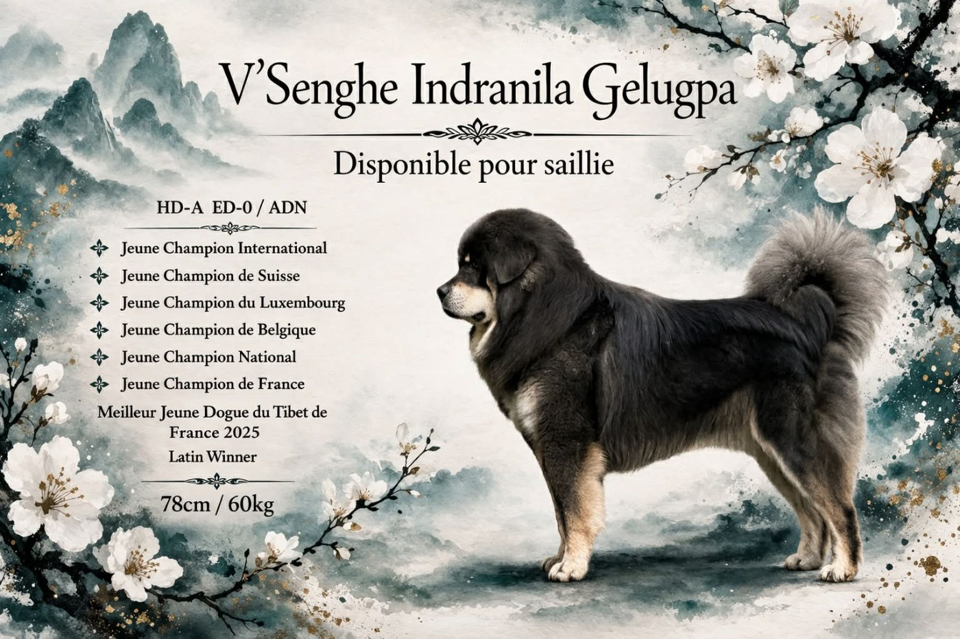 Etalon Bleu et Feu disponible pour saillie