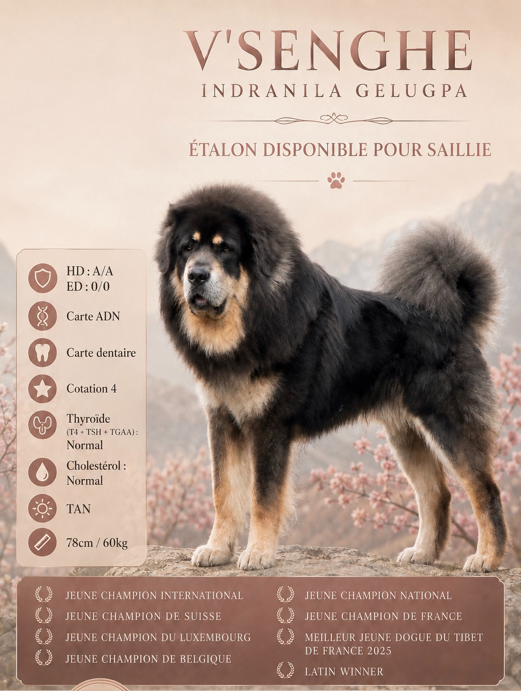 Etalon Dogue du Tibet disponible pour saillie
